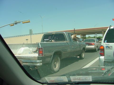 2003 Toyota Tundra - A dog appears to be driving a green pickup truck in traffic.