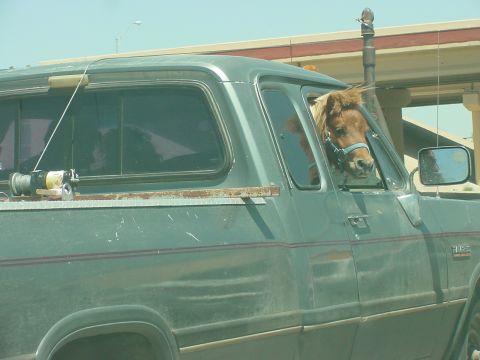 2003 Toyota Tundra - A miniature horse is riding shotgun in a pickup truck.