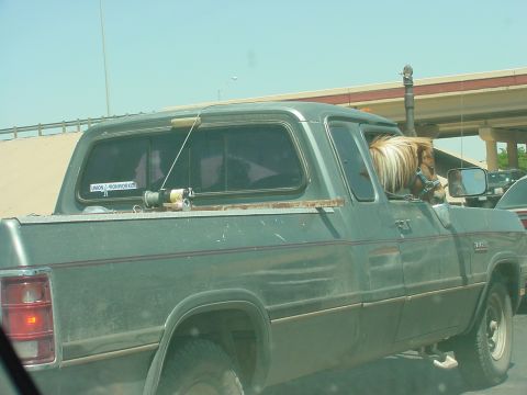 2003 Toyota Tundra photo
