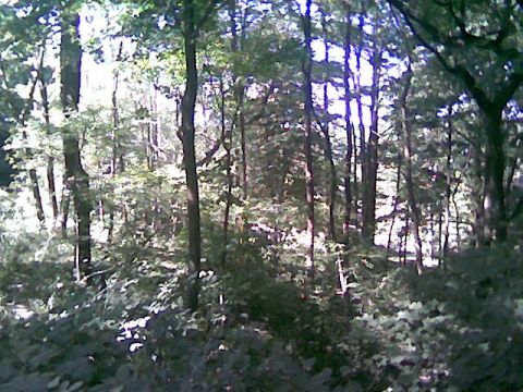 1997 Ford Probe - Sunlight filters through trees in a dense forest. Supermotors.net logo visible.