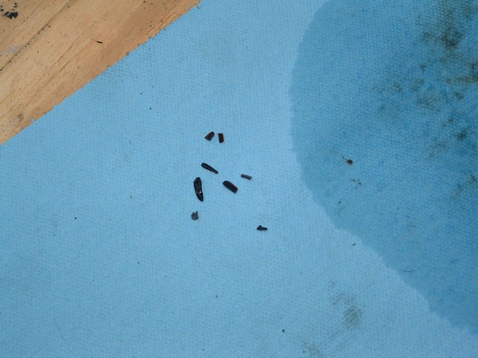 Small black debris on blue cloth