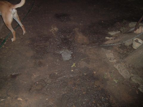 1988 Ford Bronco - A dog stands on a wet, muddy surface with scattered debris and a chain visible.