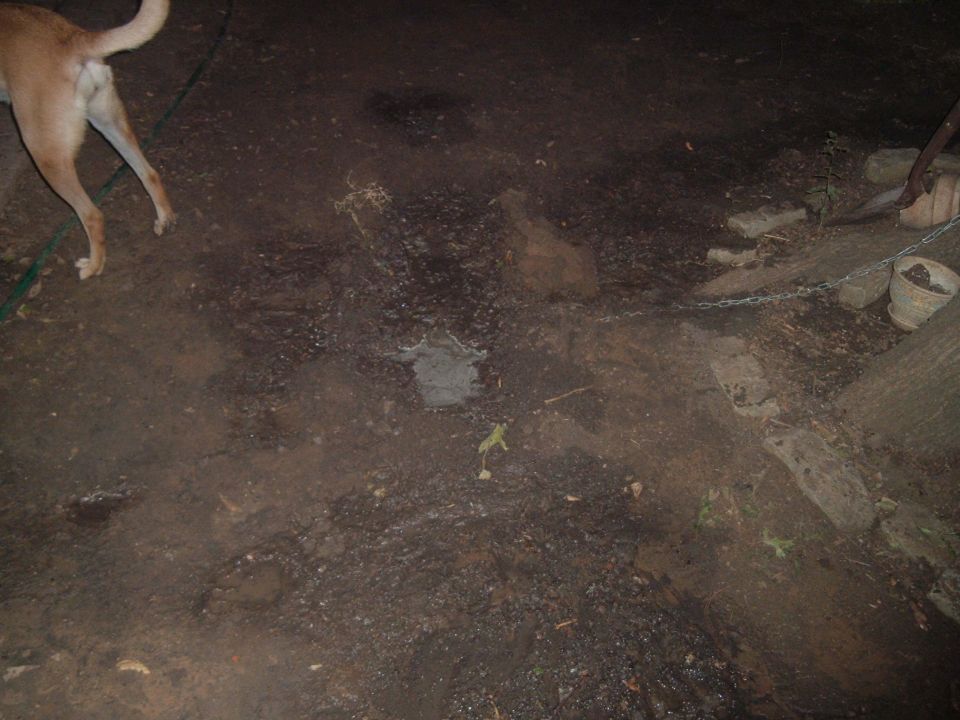 dog standing on muddy ground with some debris and a chain