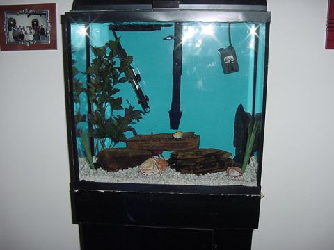 1988 Ford Bronco - A freshwater aquarium setup with gravel substrate, artificial plants, and decorative rocks.