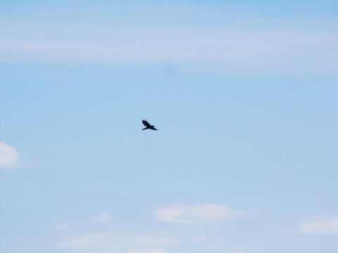 2001 Mercury Grand Marquis - A bird soars through the sky, with a Supermotors logo visible in the corner.