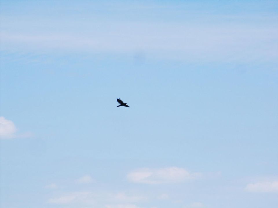 Bird in flight against a blue sky with clouds. Supermotors logo at bottom right