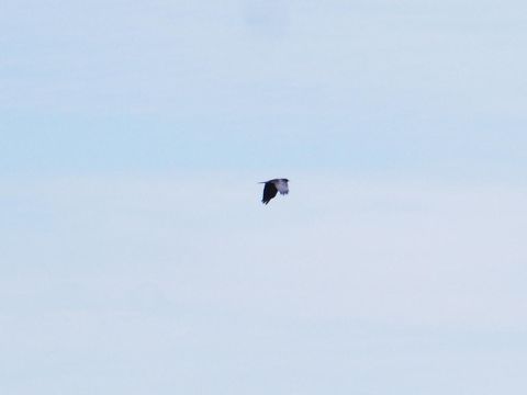 2001 Mercury Grand Marquis - A bird is captured mid-flight against a clear, pale blue sky. The image also contains a watermark for SUPERMOTORS.NET.