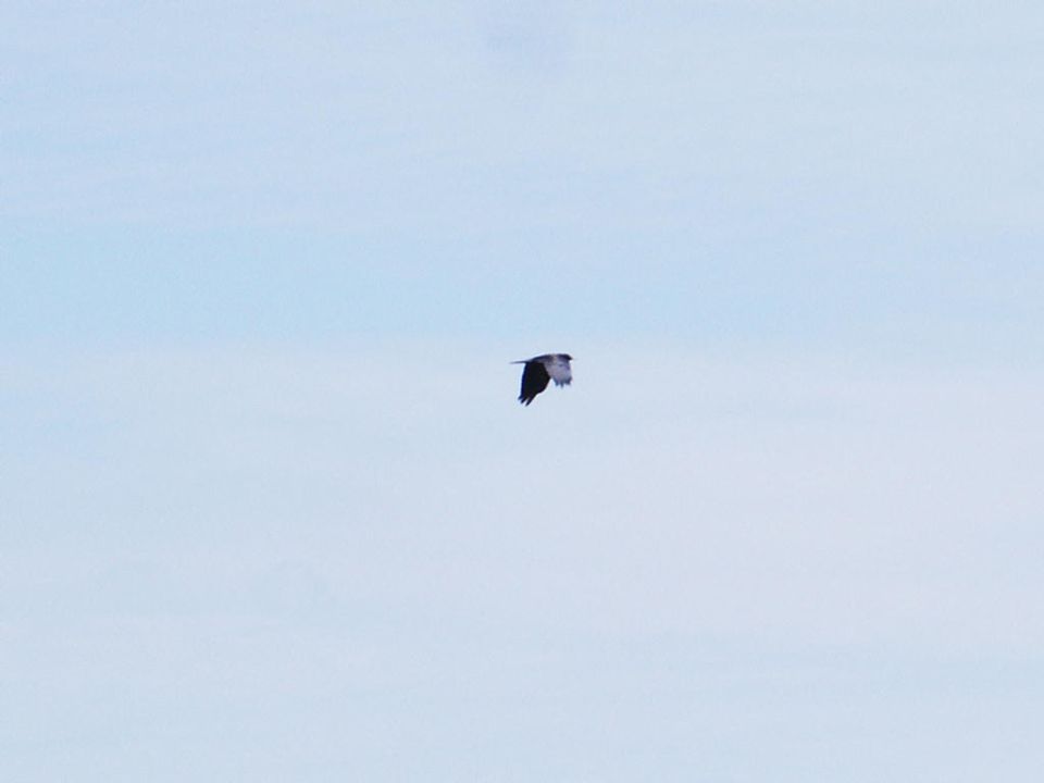 Bird in flight against a pale blue sky