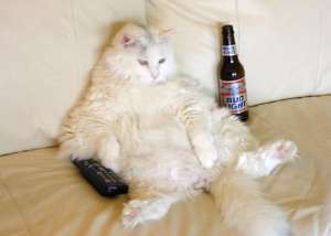 1973 Ford Ranchero - A cat relaxes with a remote control and a beer bottle, with a SuperMotors logo visible at the bottom.