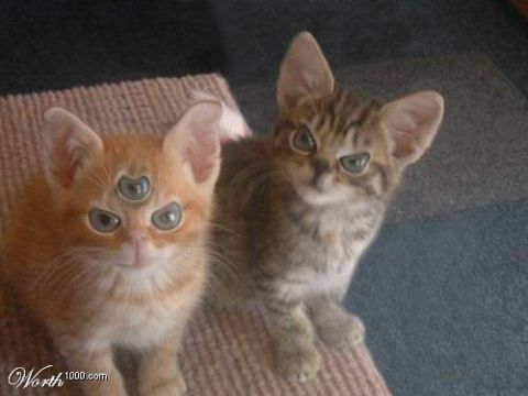 2002 Ford Crown Victoria - Two kittens are shown, one with an unusual three-eyed appearance.