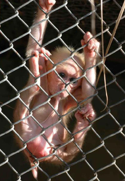 2002 Ford Crown Victoria - A young monkey clings to a chain-link fence, looking out from its enclosure.