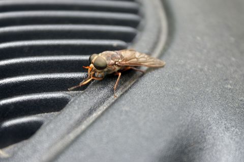 2006 Jeep Liberty - A horse fly rests on a black textured surface, with the Supermotors logo visible in the corner.