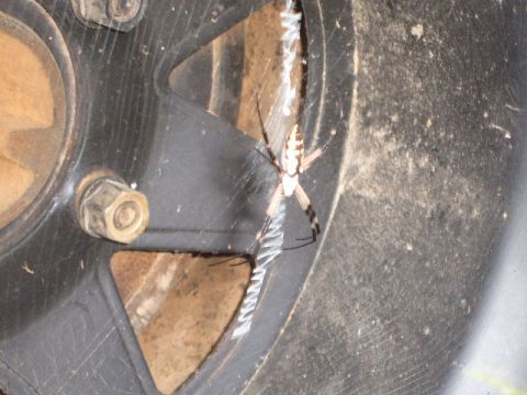 1988 Ford Bronco - Spider on a tire.