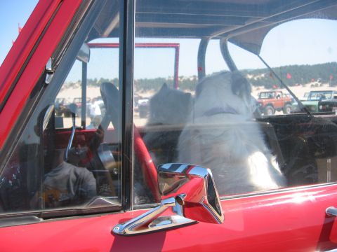 1991 Ford Explorer - A fluffy dog sits in the passenger seat of a red SUV, with other vehicles and sand dunes visible through the windows.