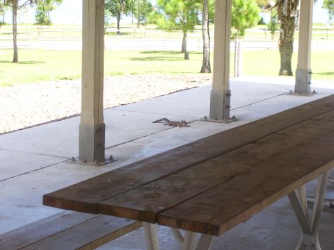 1994 Ford Probe - A squirrel rests on the ground near a picnic table, with trees and a fence in the background.