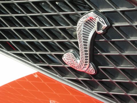1998 Ford Crown Victoria - Close-up of a chrome Shelby cobra snake emblem set into the black mesh grille of a vehicle.