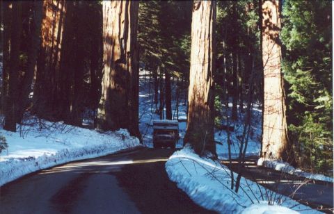 1976 Ford F-150 - A truck with a camper drives down a road surrounded by snow and tall trees.