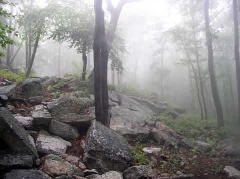 1988 Ford Bronco - A foggy forest scene with a rocky path winding through the trees.