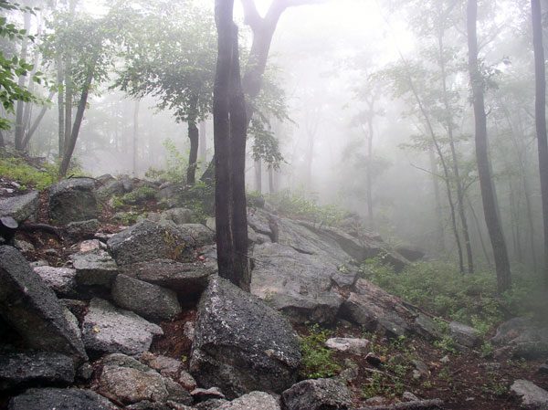 rocky trail in a foggy forest with trees and boulders