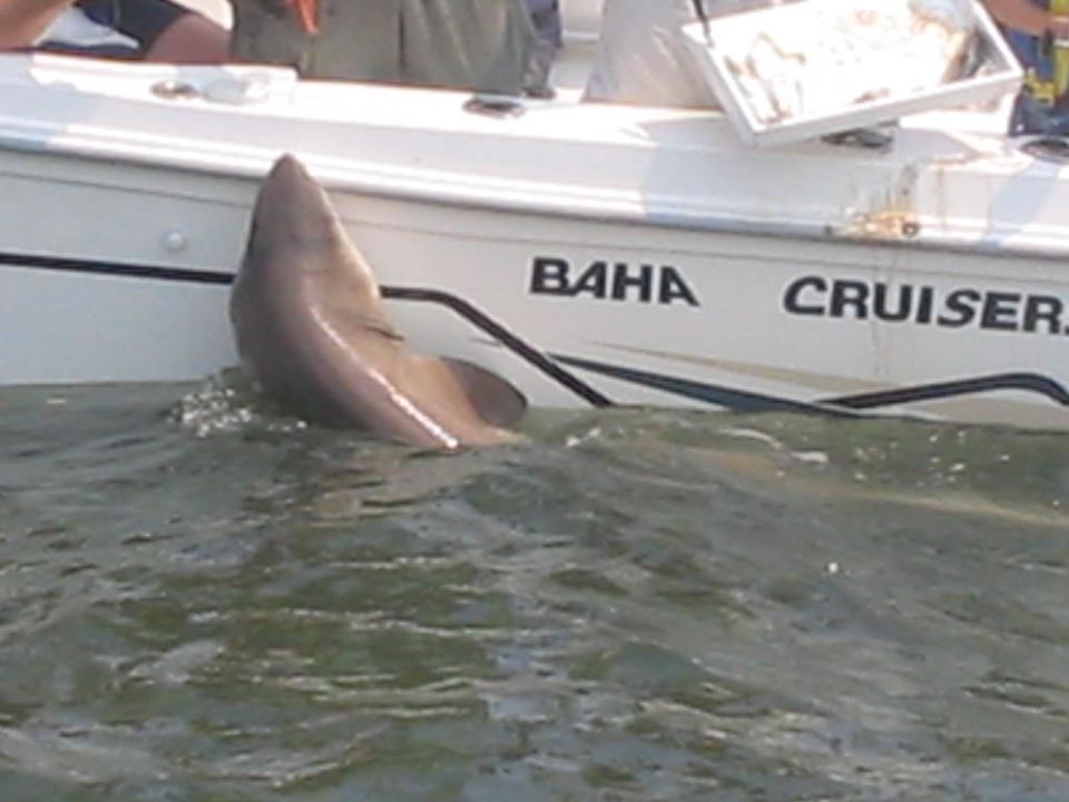 shark next to a boat labeled BAHA CRUISER