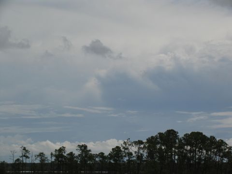 1995 Ford C-350 (Centurion Conversions) - Overcast sky with scattered clouds above a dense line of pine trees.