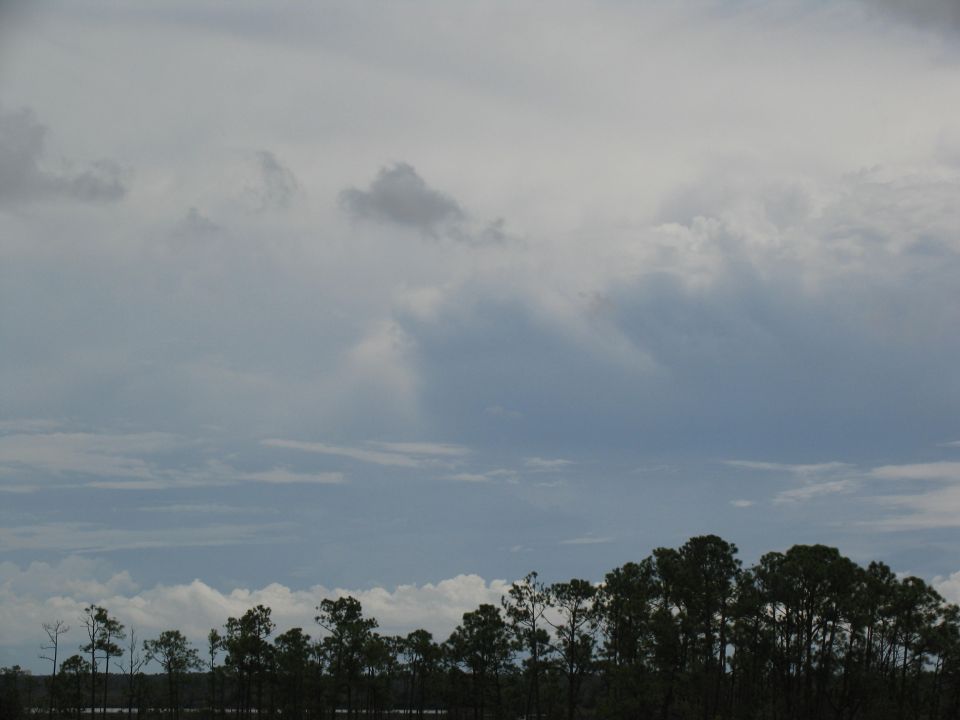 Cloudy sky above a line of silhouetted pine trees