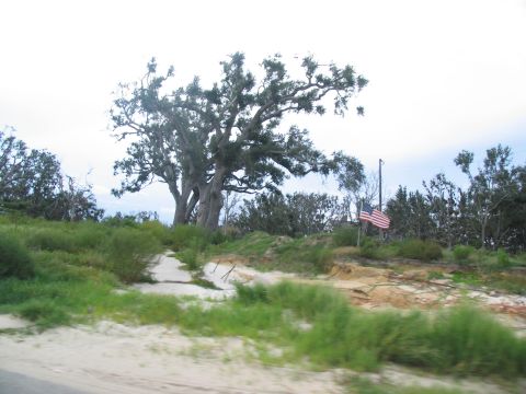 1995 Ford C-350 (Centurion Conversions) - A large tree stands tall next to an American flag, with overgrown vegetation and sandy ground.