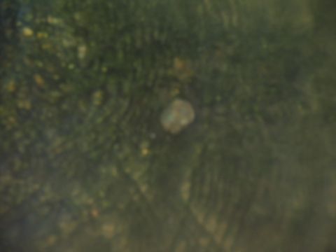1995 Ford C-350 (Centurion Conversions) - An object is partially submerged in murky water, with green and yellow tones visible.