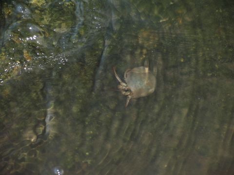 1995 Ford C-350 (Centurion Conversions) - A crab is visible underwater in a body of water with rocks and debris.