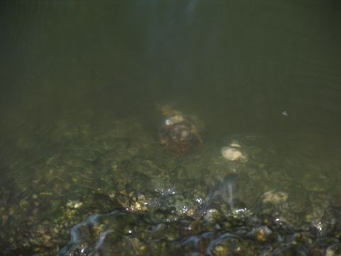 1995 Ford C-350 (Centurion Conversions) - A turtle is visible in the murky water, resting near the rocky edge of the shore.