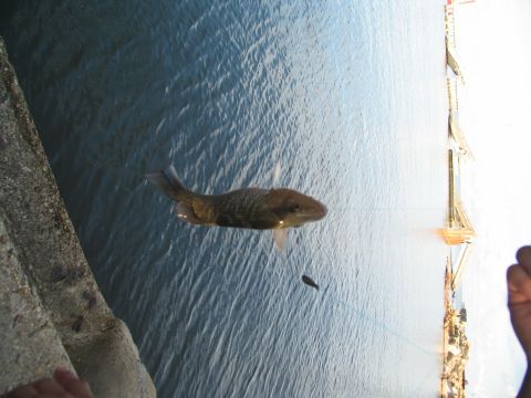 1995 Ford C-350 (Centurion Conversions) - A fish swims in the water, with a smaller fish nearby. A concrete object is on the left and a metallic structure is on the right.