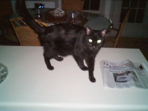 Cats - 1998 Ford Taurus