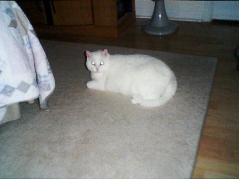 1998 Ford Taurus - Ollie on floor