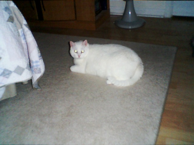 Ollie on floor