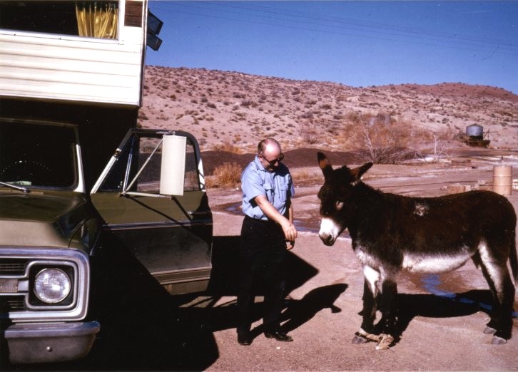 Green pickup truck with camper shell and a donkey