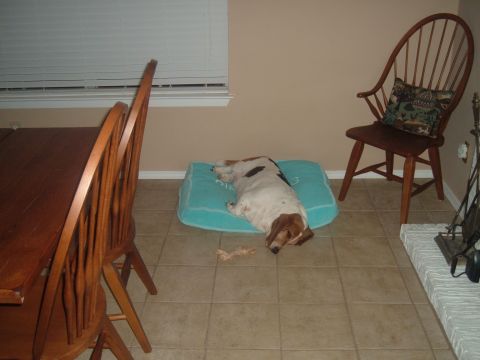1988 Ford Bronco - A Basset Hound rests on its bed in a room with wooden furniture and a fireplace.