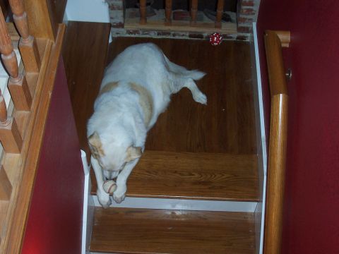1994 Ford F-150 - A dog is on the stairs with a baseball.