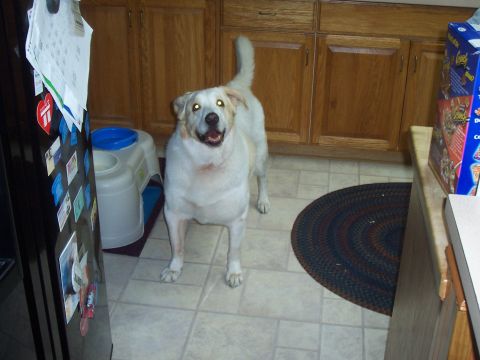 1994 Ford F-150 - A dog stands in a kitchen, looking towards the camera. A refrigerator and cabinets are visible.