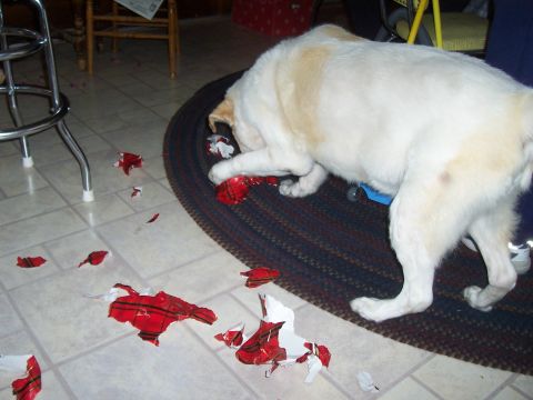 1994 Ford F-150 - A dog is caught in the act of destroying wrapping paper on the floor.