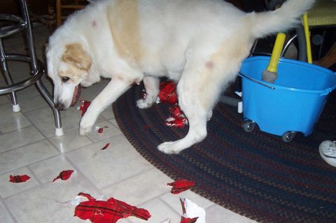 1994 Ford F-150 - Dog investigates shredded wrapping paper scattered on the floor next to a blue bucket.