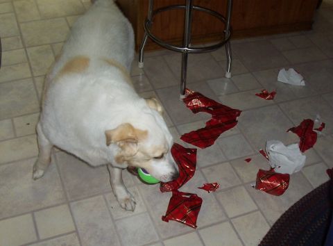 1994 Ford F-150 - A dog plays with a ball on a tiled floor scattered with torn wrapping paper.