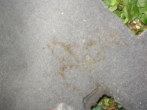 2000 Ford Taurus - Close-up of the removed gray automotive carpet lying outdoors on grass, showing a brownish stain worked into the pile along with lint and d…