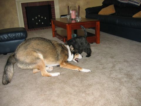 1985 Ford LTD Crown Victoria - Two dogs are playfully interacting on the floor of a living room.