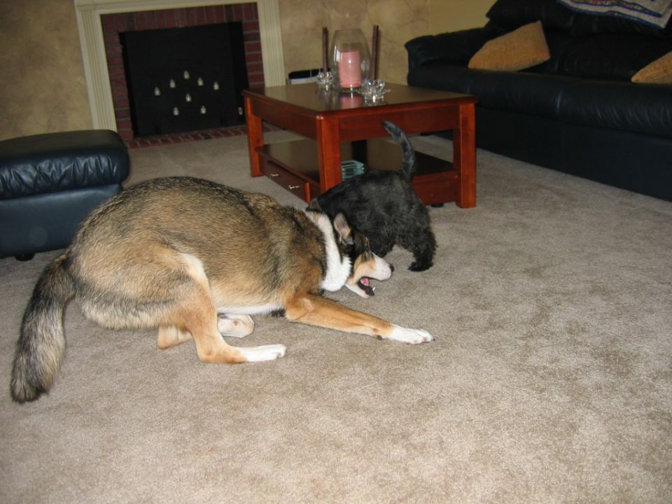 Two dogs playing on a carpeted floor in front of a fireplace and coffee table