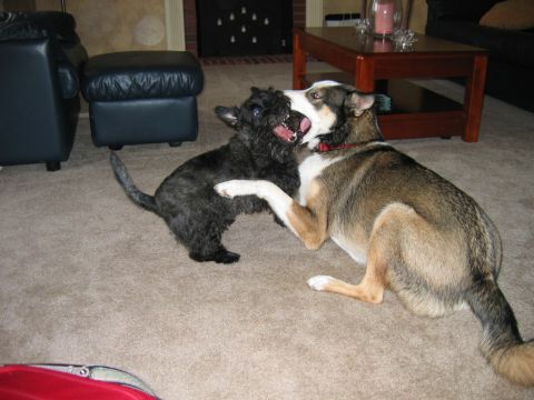1985 Ford LTD Crown Victoria - A black terrier mix and a larger tan and white dog playfully interact indoors.