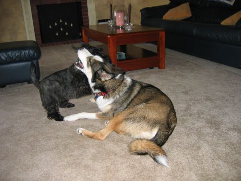 1985 Ford LTD Crown Victoria - Two dogs engage in playful interaction on a carpeted floor, with furniture visible in the background.