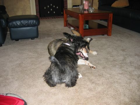 1985 Ford LTD Crown Victoria - Two dogs are playfully wrestling on the floor of a living room, with furniture visible in the background.