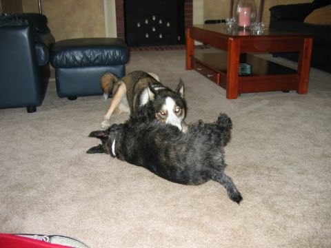 1985 Ford LTD Crown Victoria - Two dogs are playfully interacting on a carpeted floor, with furniture visible in the background.