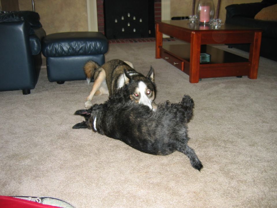 Two dogs playing on a carpeted floor in a living room