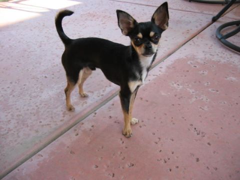 1997 Ford Ranger - A chihuahua stands on a pink patio with a black tail curled over its back.